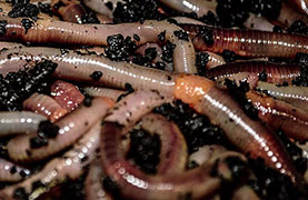 Bucket of live worms.